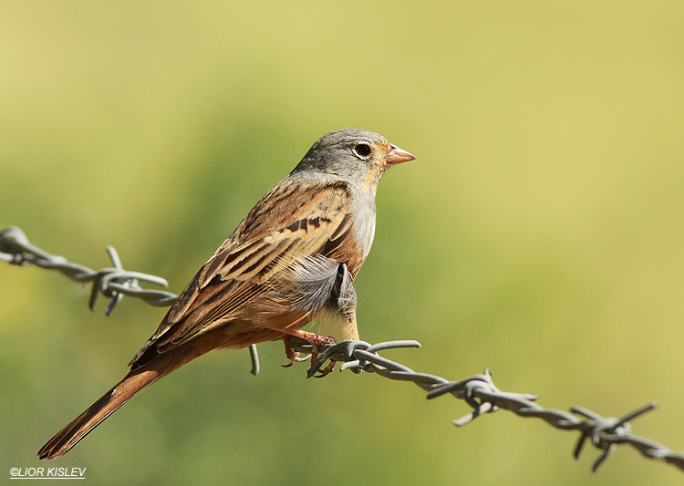 Cretzschmar‘s Bunting  Emberiza caesia ,mt Susita ,Golan Israel 05-03-13 Lior Kislev